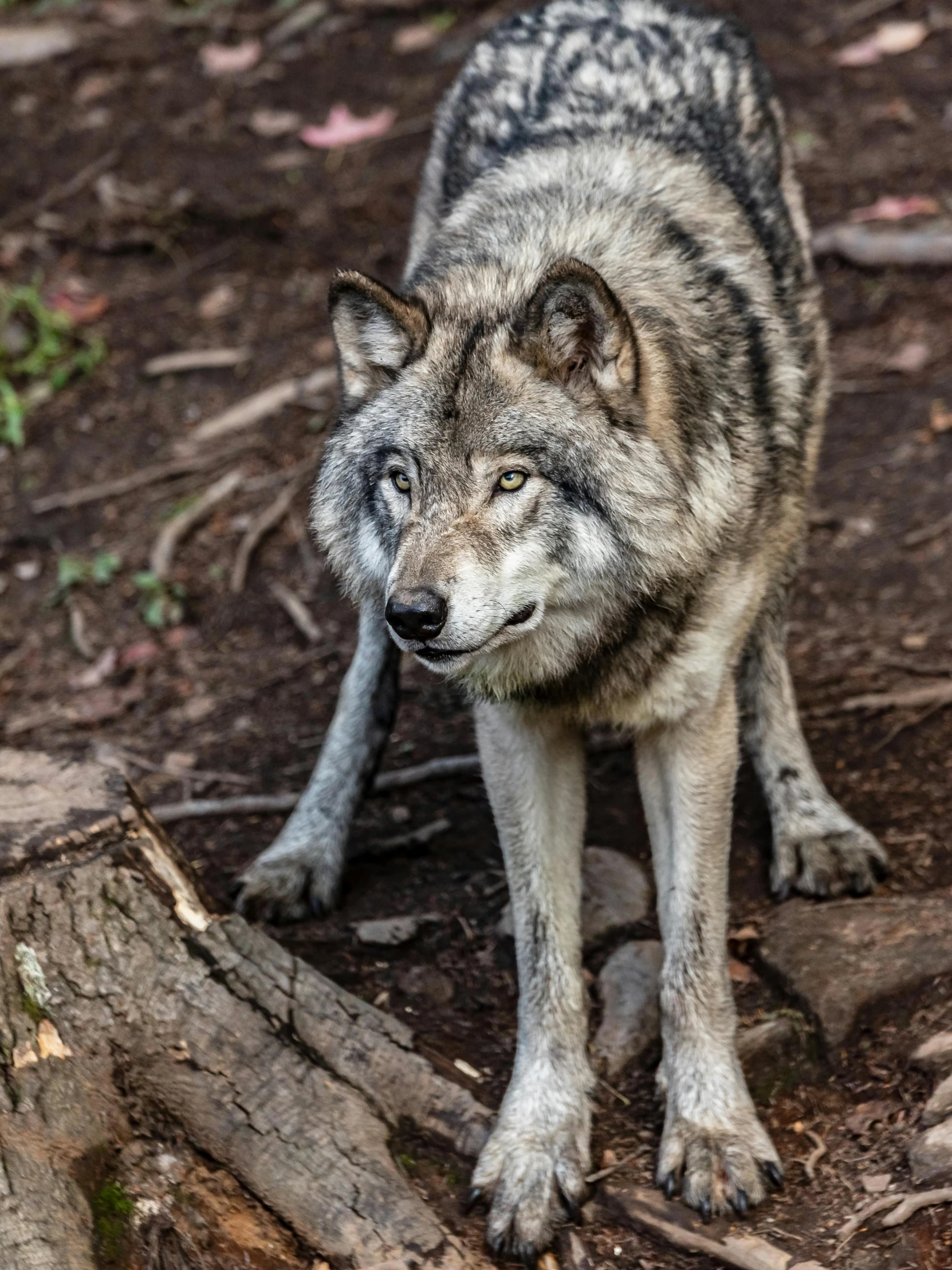 a grey wolf stands in the mud