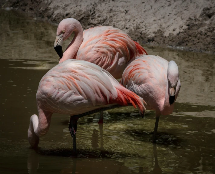 two flamingos are in the water with one another