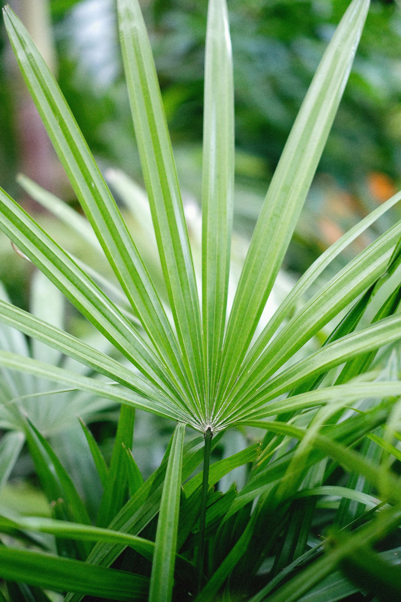 a small green plant with very thin leaves