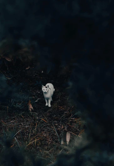 small cat stands in the dark grass at night