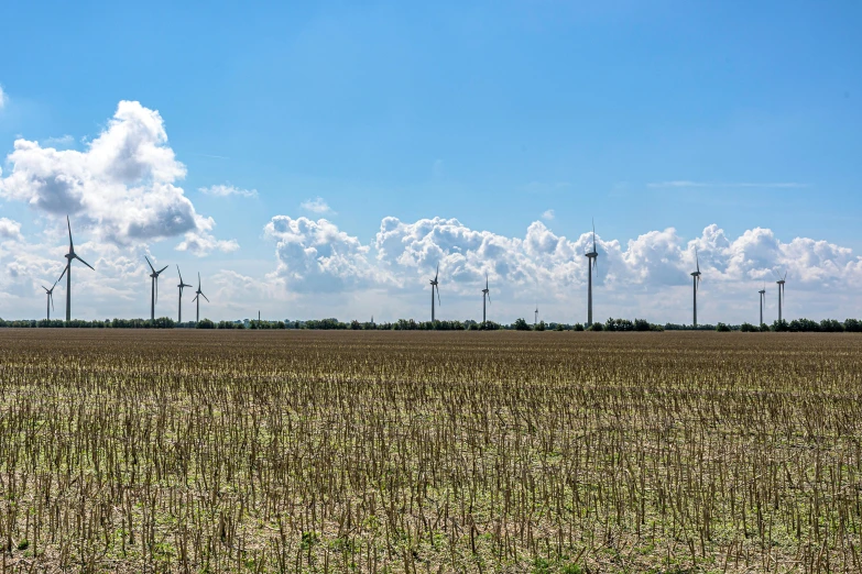 multiple wind mills and a large field with many green plants