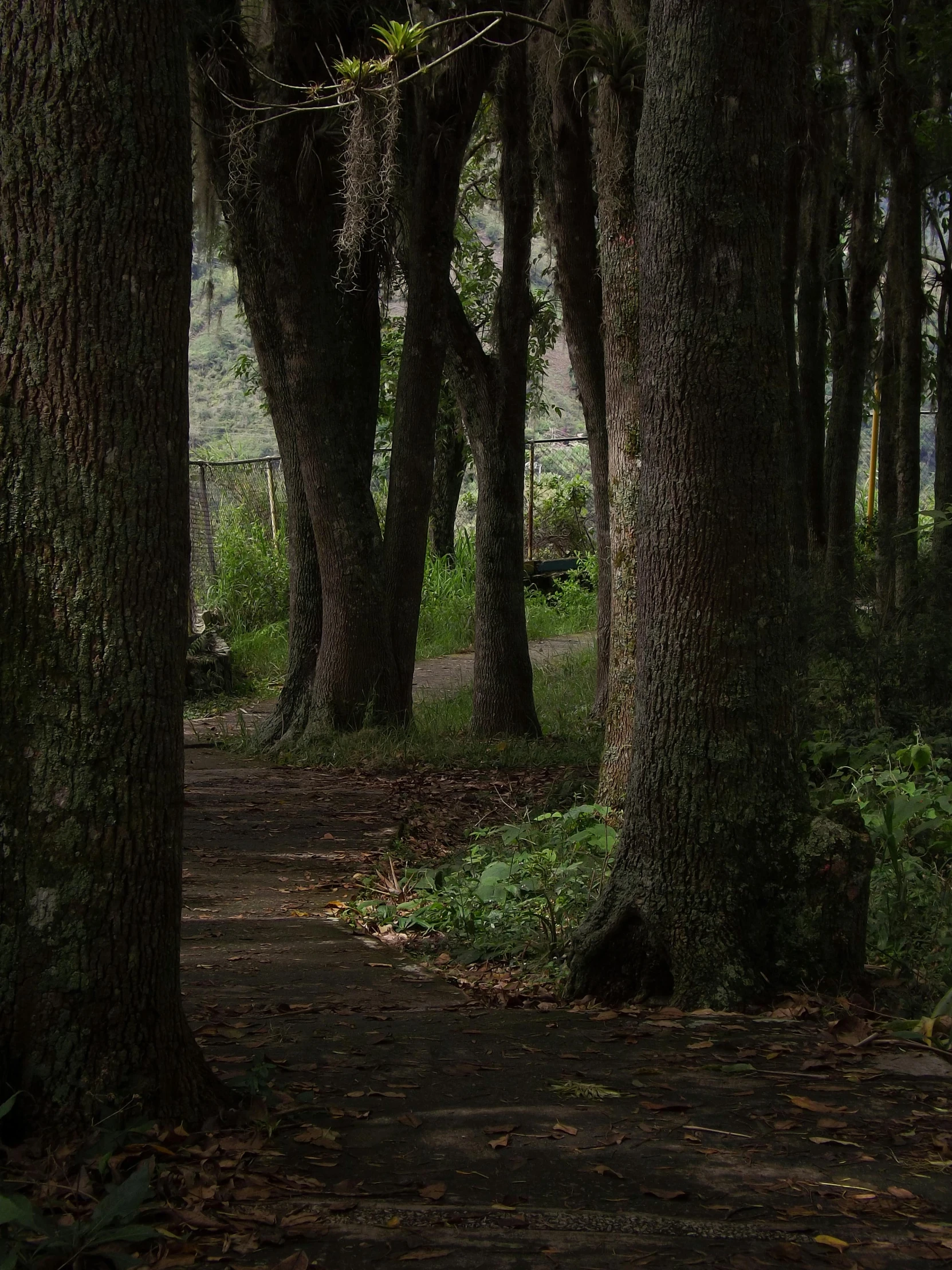 a park bench in the middle of the forest with lots of trees