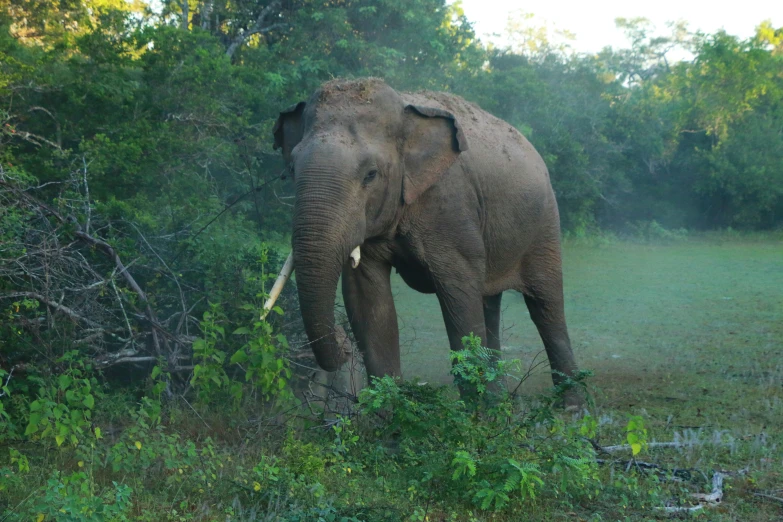 an elephant is in the middle of a grassy field