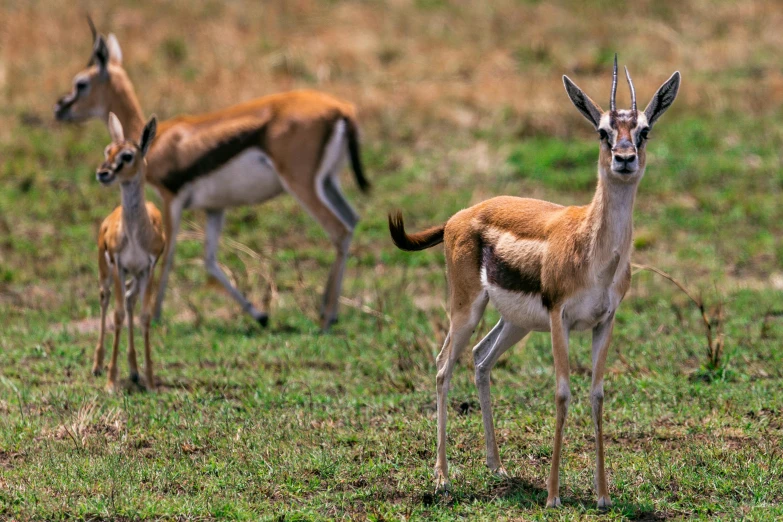 a couple of gazelles walking through a grass covered field