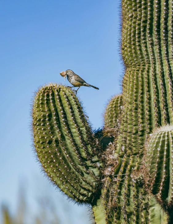 a small bird is sitting on the top of the cactus