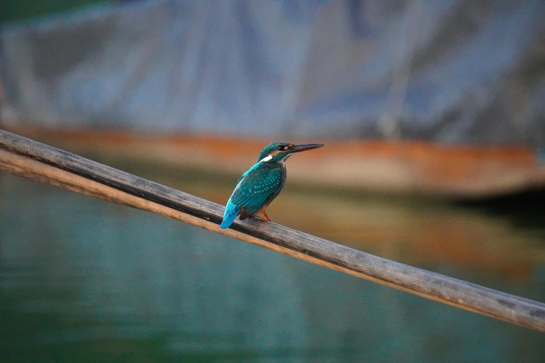 a colorful bird perched on top of a wooden nch