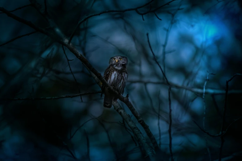 a owl perched on a tree nch during the night