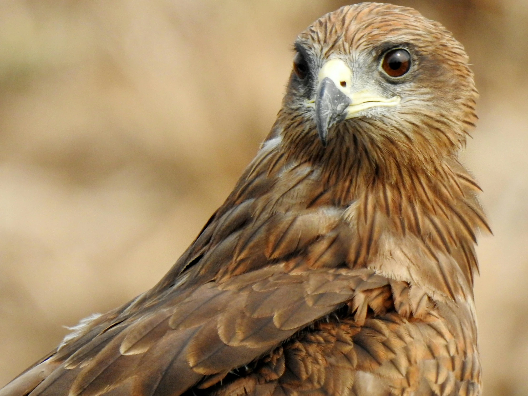 a close up of a bird of prey