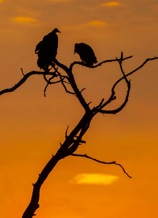 two black birds sitting on top of a dry tree
