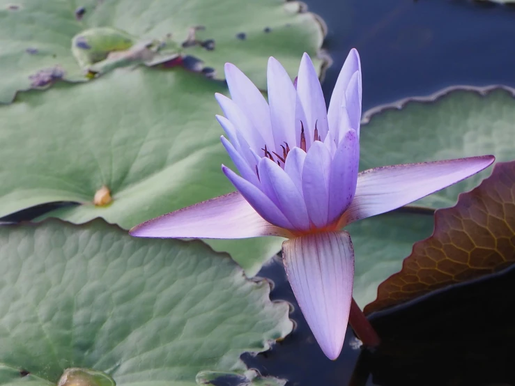 an image of purple flower on the water