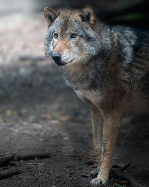 a lone wolf standing in a dirt and rocks area