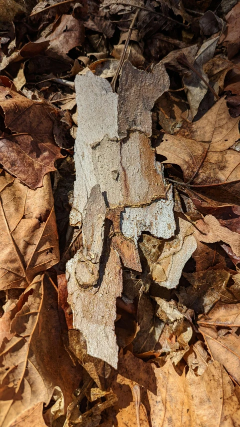 a worn piece of wood laying on the ground