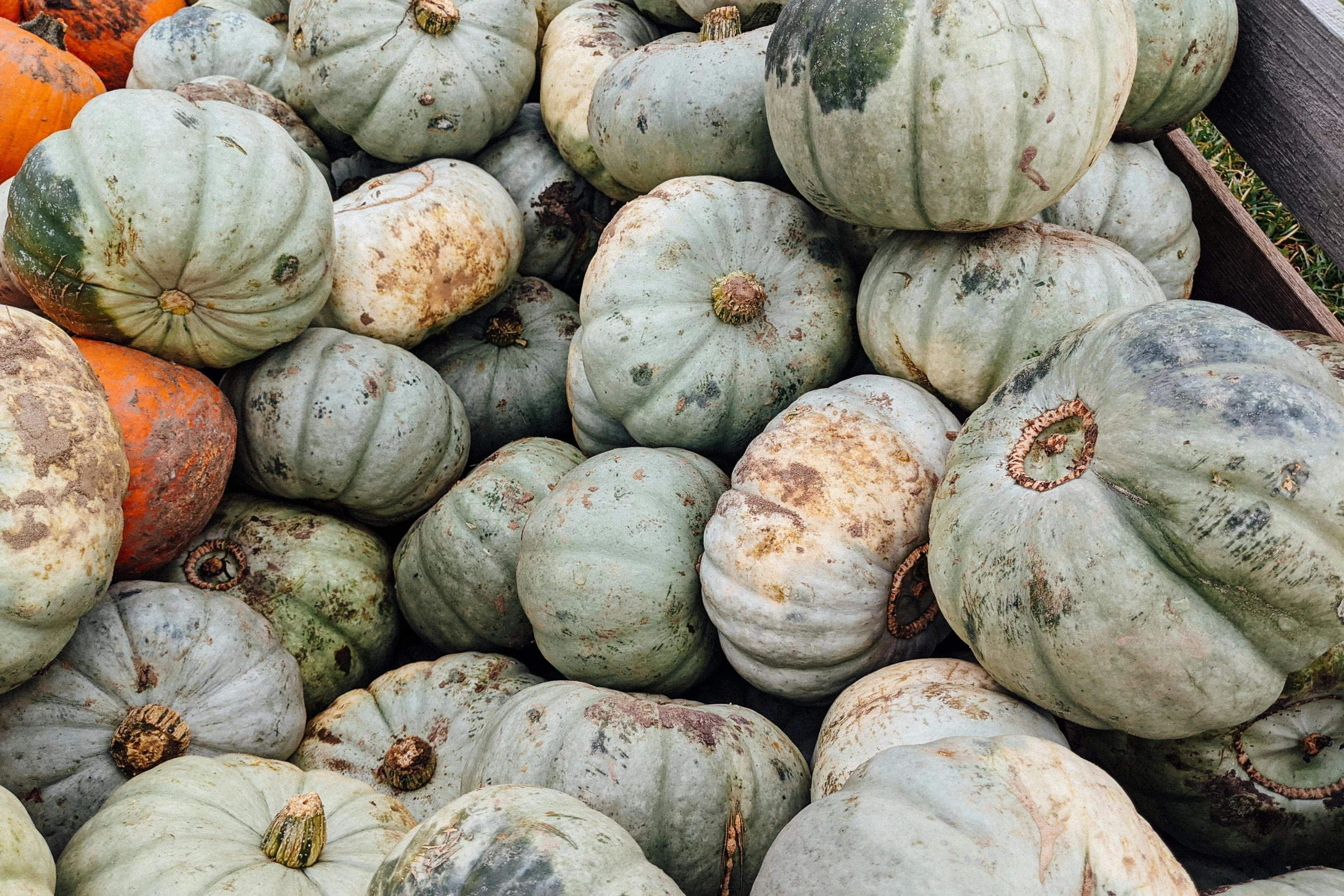 a close up s of a group of pumpkins