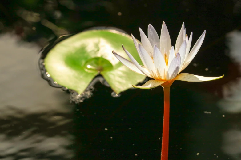 a white flower is near water in the pond