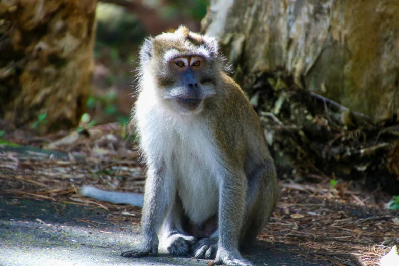 a monkey with a curious look on his face