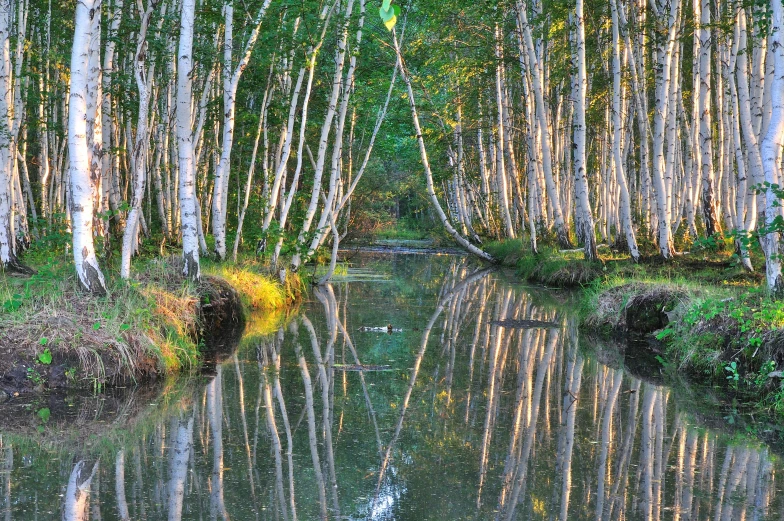 the trees and grass are reflected in the water