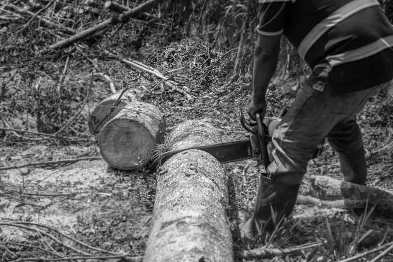 a person  a log in the woods