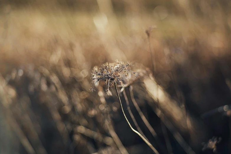 a dandelion grows in the middle of the field