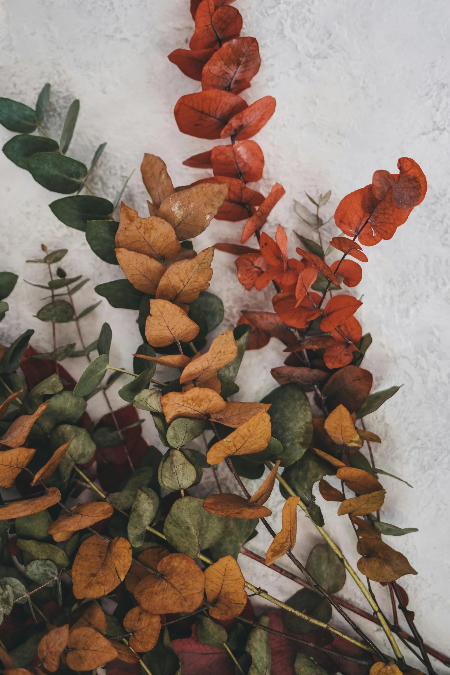 closeup of several different colored plants in the snow