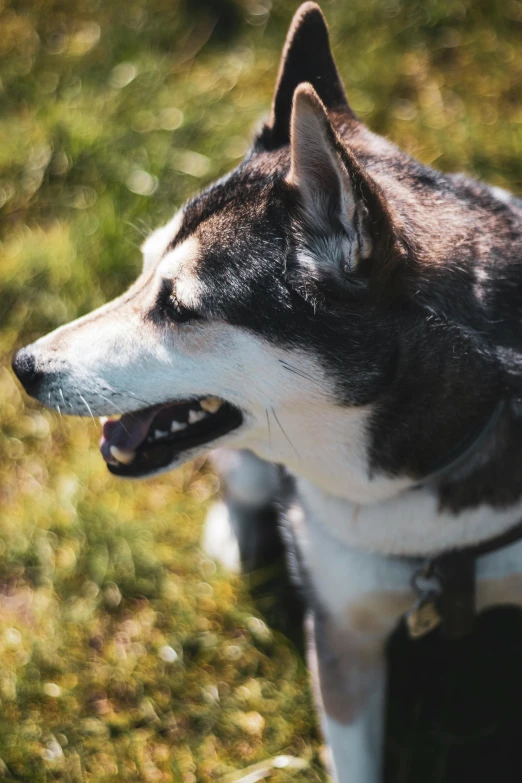 a dog in front of some grass outside