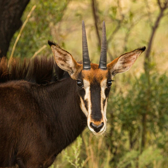 an image of an animal that is standing in the wild