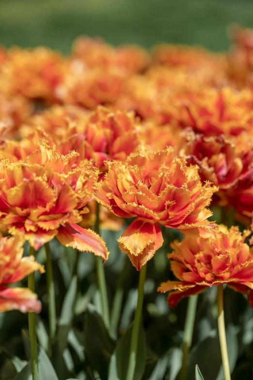 many red and yellow flowers in a garden