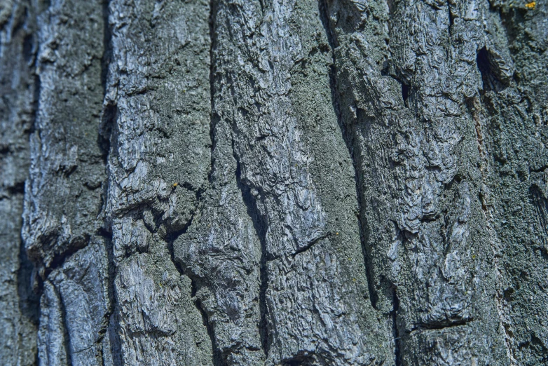 the bark of a tree is ed by sunlight