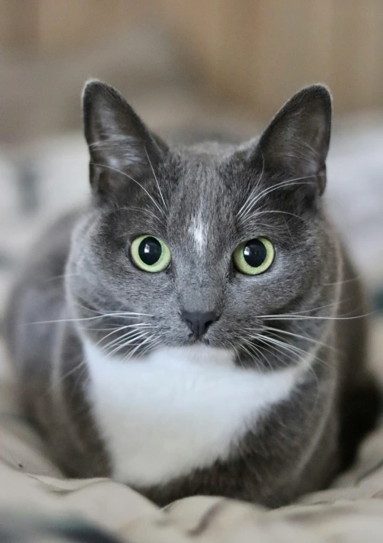 a gray and white cat laying down on a bed