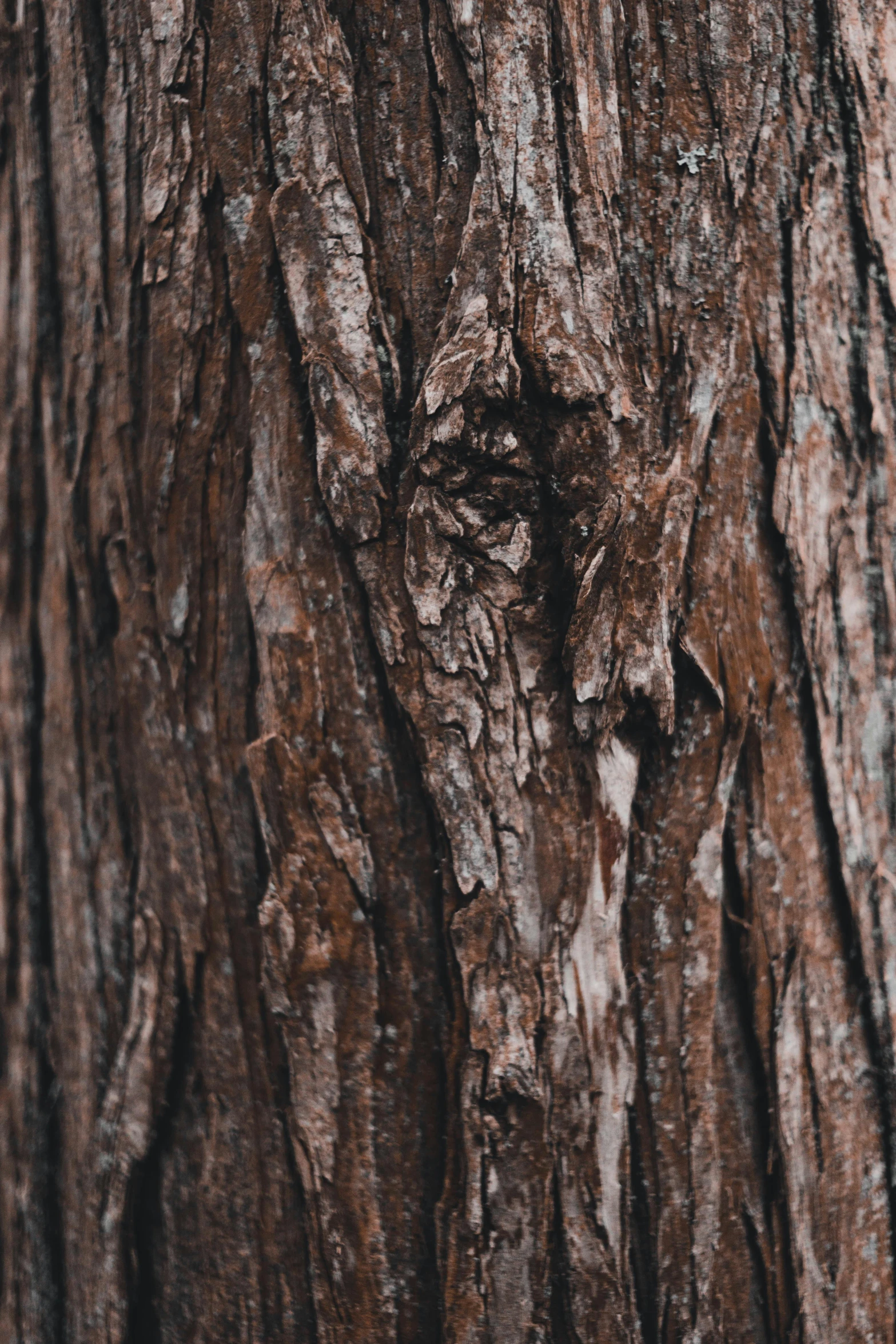 the bark on a tree shows a  in its middle