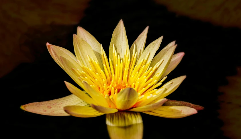 yellow and red flower in close up reflection on reflective surface