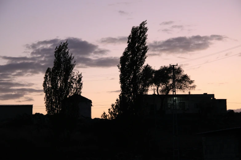 trees silhouetted against the evening sky and buildings