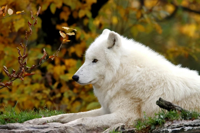 an animal that is lying down on some grass