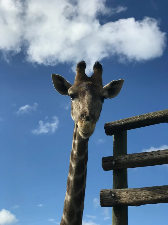 a close up of a giraffe standing in front of a fence