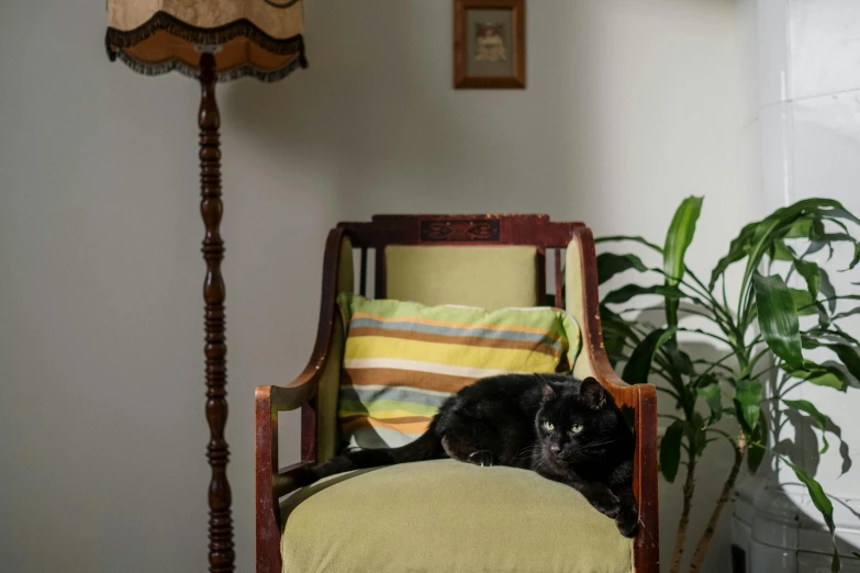 black cat curled up on an old chair in front of a green plant