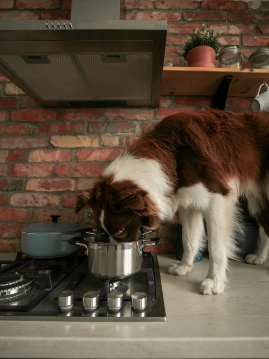 a large brown and white dog eats out of a saucepan