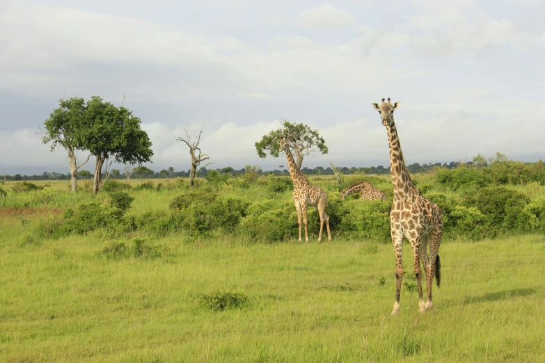 three giraffes standing in a grass covered field