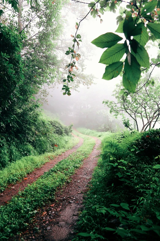 the trail through the woods is very foggy