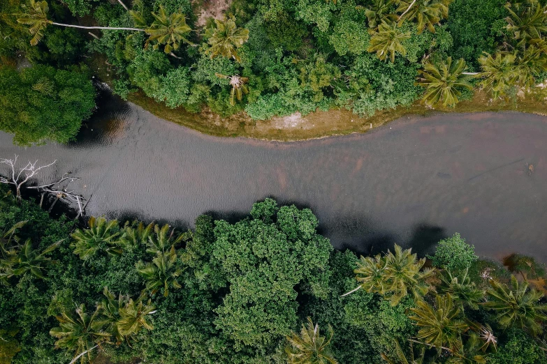 an aerial po of a tree covered road