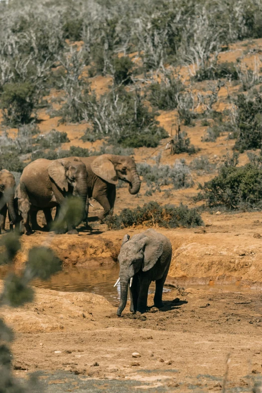 a herd of elephants walking on top of a desert