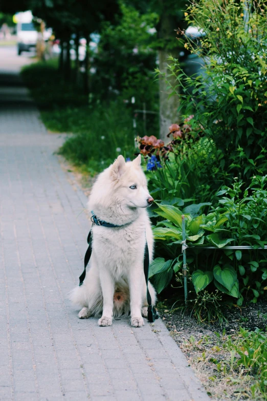 a white dog sitting on the sidewalk in front of a bushes and flowers