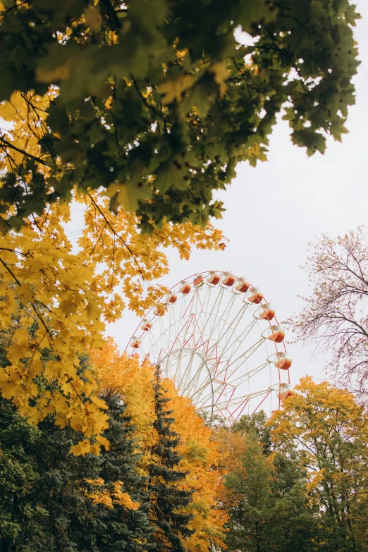 the ferris wheel is in the distance behind the trees