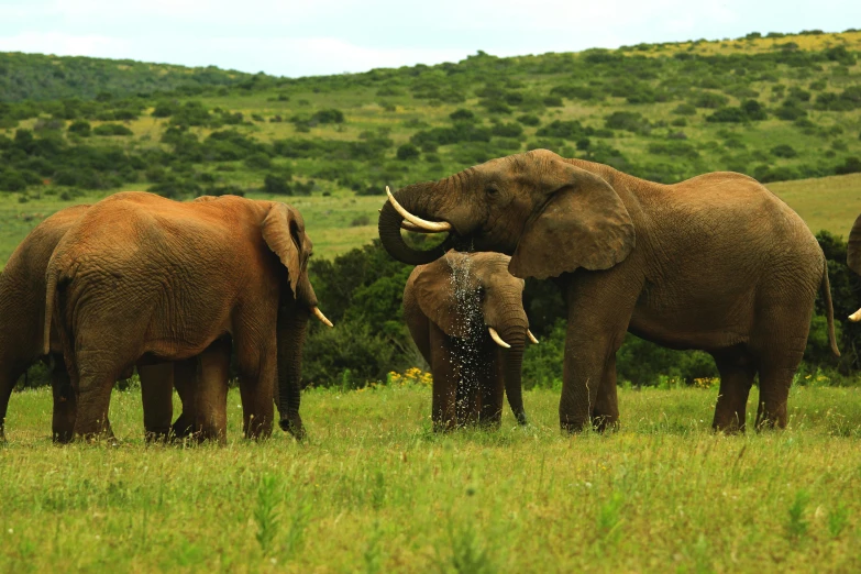 there are four elephants that are eating some grass