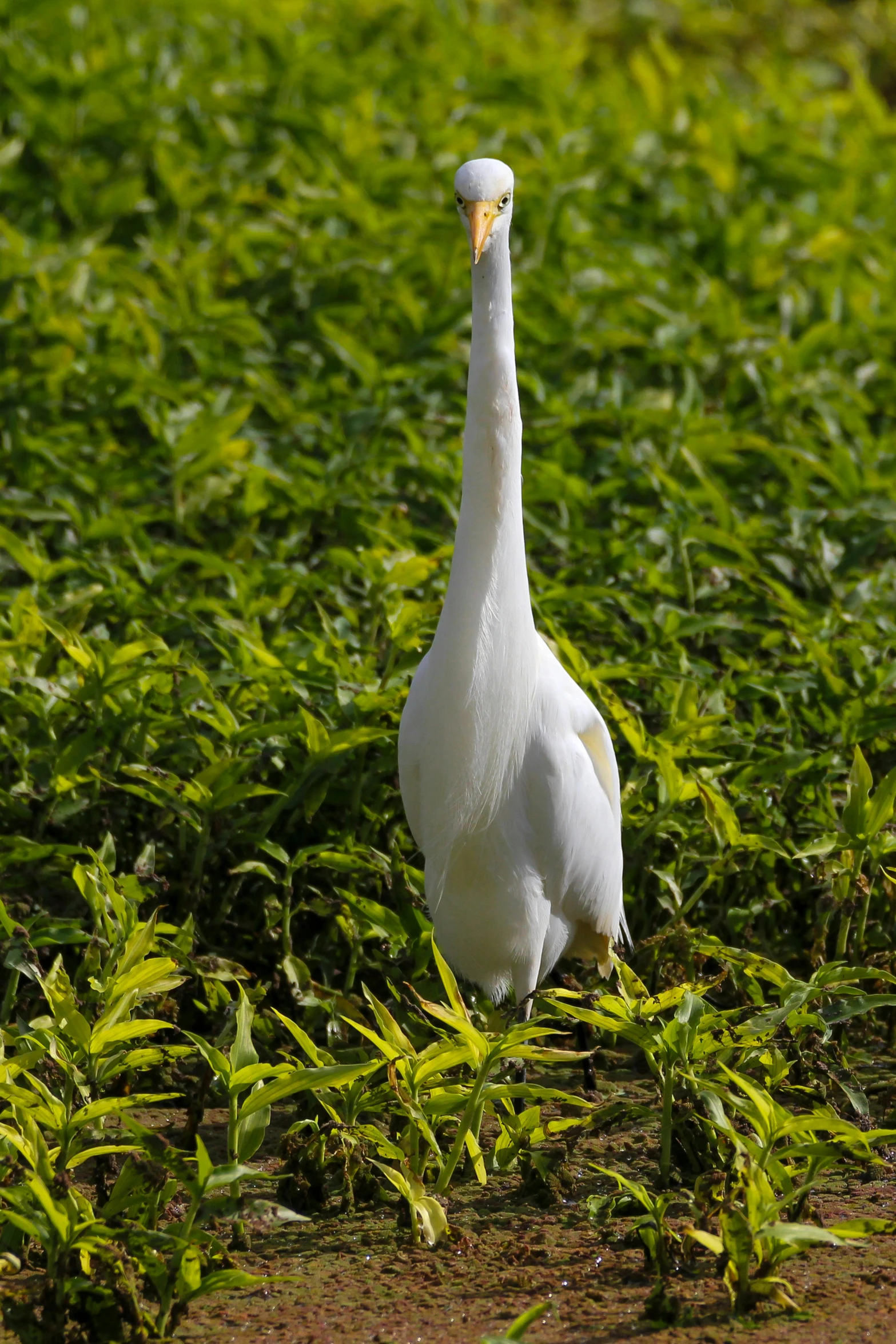 a single white goose in a field of green grass