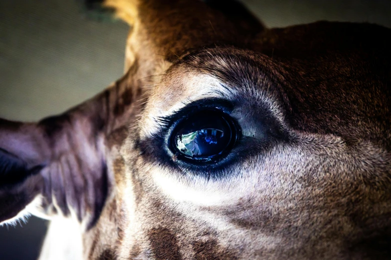 the eye is visible as it is being fed