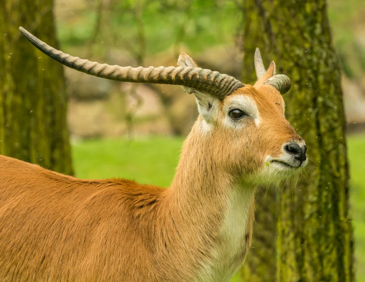 a long horn antelope looks off in the distance