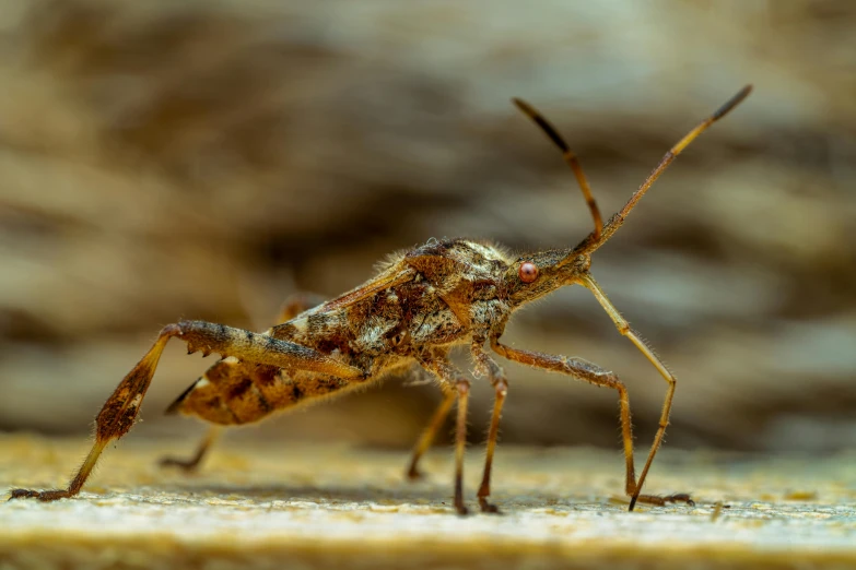 a bug is standing on the ground by itself