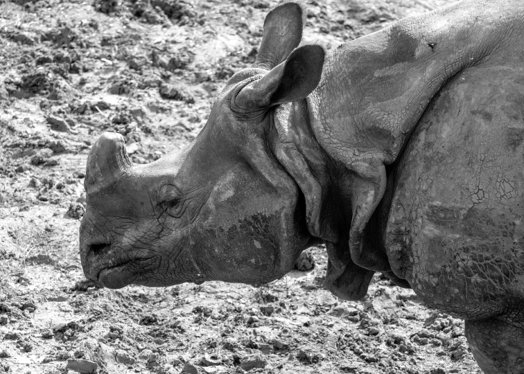 a black and white picture of an elephant