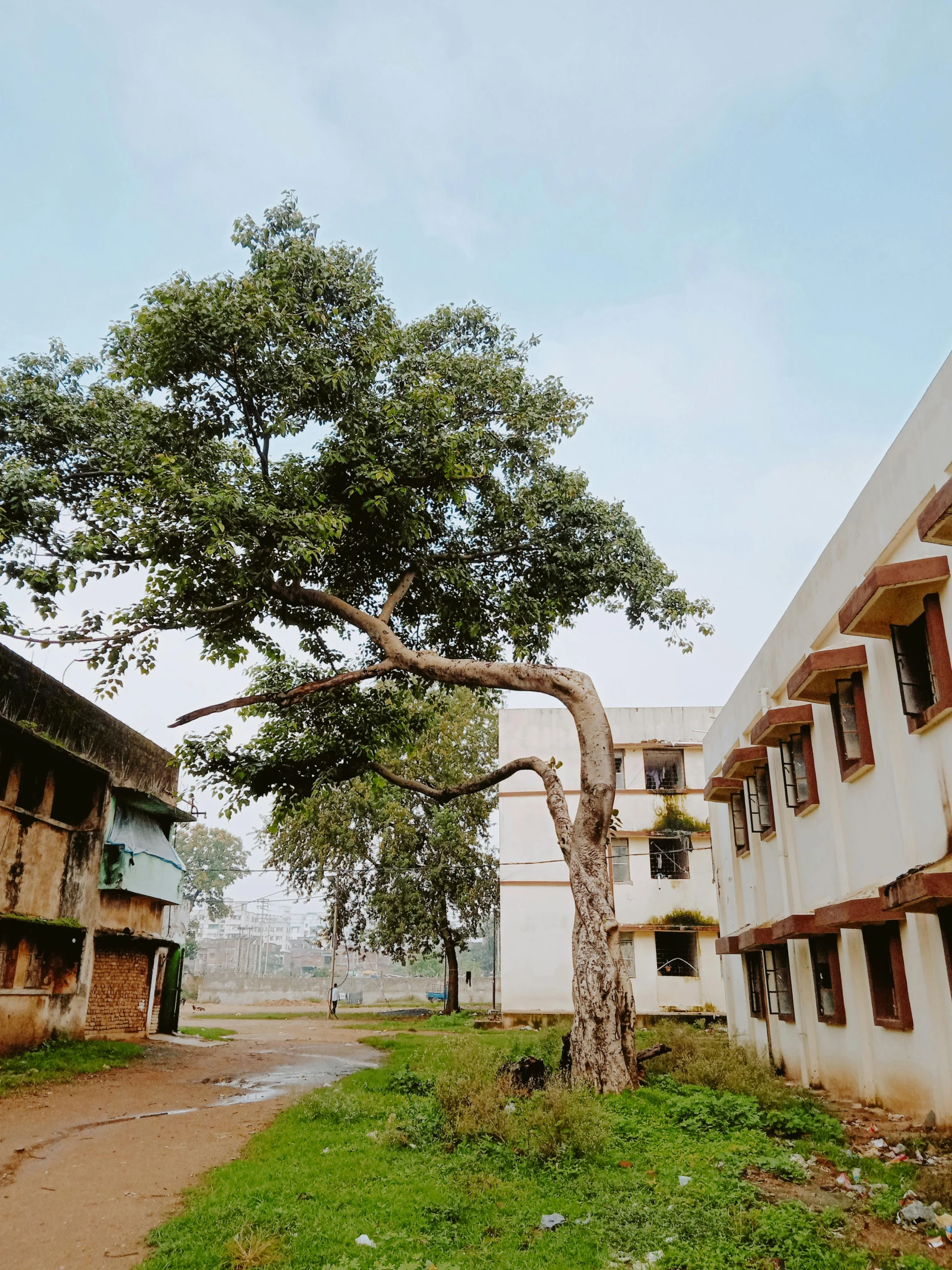 an old building and a tree near it