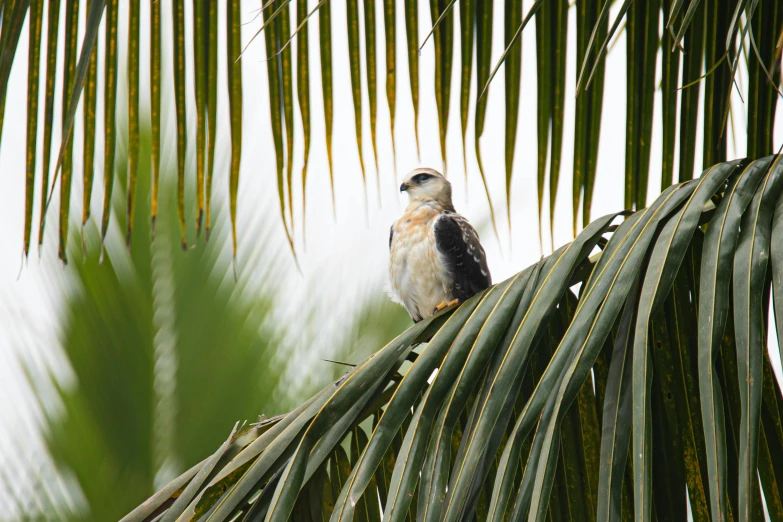 a close up of a bird on the limb of a palm tree
