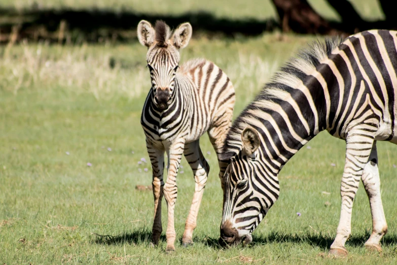 two zes grazing in a grassy field